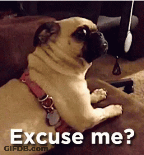 A Pug Dog Is Laying On A Couch And Says Excuse Me GIF
