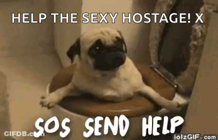 A Pug Dog Is Laying On A Toilet With Its Legs Crossed . GIF