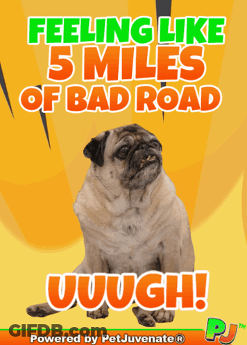 A Pug Dog Is On A Poster That Says " Feeling Like 5 Miles Of Bad Road " GIF