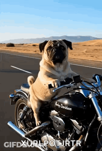 A Pug Dog Is Riding A Harley Davidson Motorcycle On The Road GIF