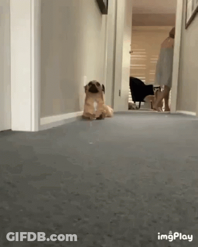 A Pug Dog Is Sitting In A Hallway Next To A Woman . GIF