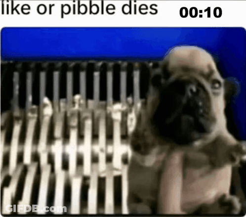 A Pug Dog Is Sitting In Front Of A Bunch Of Knives And Says Like Or Pibble Dies . GIF