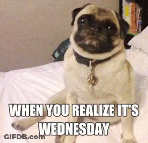 A Pug Dog Is Sitting On A Bed With The Words " When You Realize It 'S Wednesday " GIF