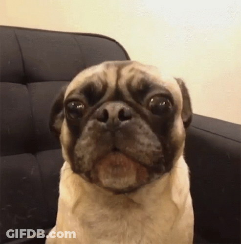 A Pug Dog Is Sitting On A Black Couch And Looking At The Camera . GIF