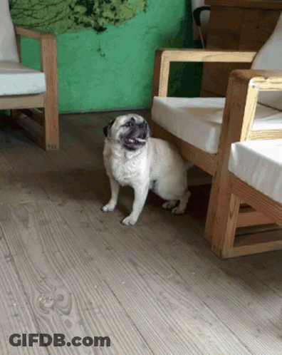 A Pug Dog Is Sitting On A Wooden Floor GIF