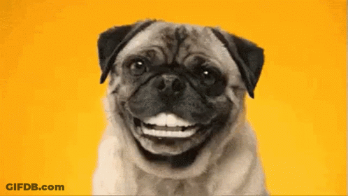 A Pug Dog Is Smiling And Looking At The Camera . GIF