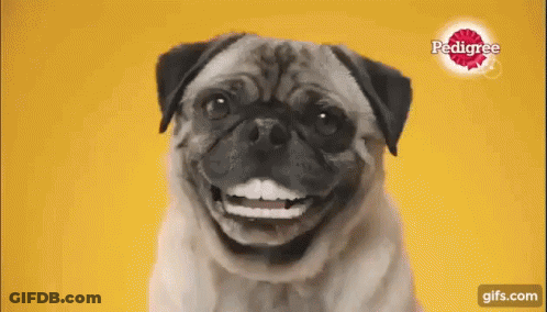 A Pug Dog Is Smiling In Front Of A Yellow Background With Pedigree In The Background GIF