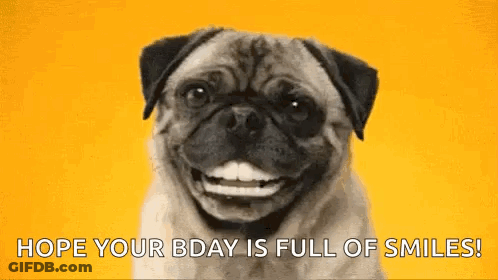 A Pug Dog Is Smiling On A Yellow Background With The Words `` Hope Your Bday Is Full Of Smiles ! '' GIF
