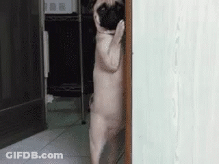 A Pug Dog Is Standing On Its Hind Legs In A Hallway GIF