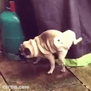 A Pug Dog Is Standing On Its Hind Legs In Front Of A Green Gas Cylinder . GIF