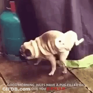 A Pug Dog Is Standing On Its Hind Legs On A Wooden Floor . GIF