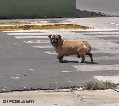 A Pug Dog Is Walking Across A Crosswalk With The Letter G On The Sidewalk GIF