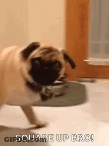 A Pug Dog Is Walking On A Rug In A Room And Says Square Up Bro . GIF
