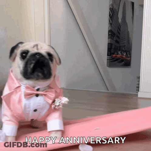 A Pug Dog Is Wearing A Pink Tuxedo And Bow Tie And Wishing A Happy Anniversary GIF
