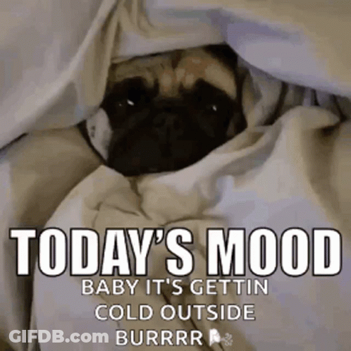 A Pug Dog Is Wrapped In A Blanket And Says `` Today 'S Mood Baby It 'S Gettin Cold Outside Burrr '' GIF