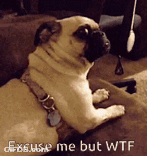 A Pug Dog Laying On A Couch With The Words Excuse Me But WTF Written Below It GIF