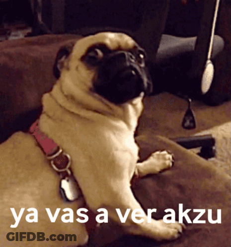 A Pug Dog Laying On A Couch With The Words Ya Vas A Ver Akzu Written Above It GIF