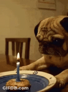 A Pug Dog Laying On A Table Looking At A Birthday Cake With A Lit Candle On It GIF
