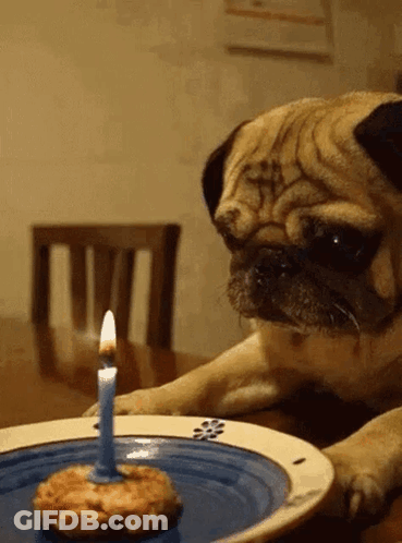 A Pug Dog Looks At A Birthday Cake With A Lit Candle GIF