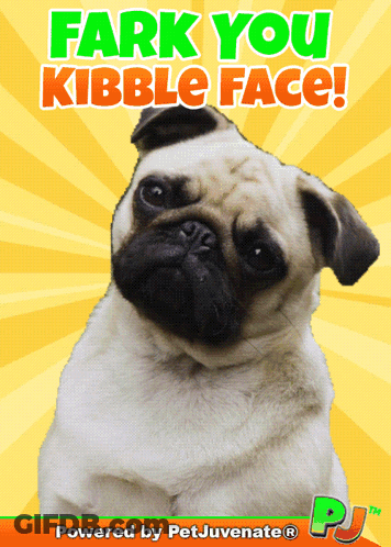 A Pug Dog On A Yellow Background With The Words " Fark You Kibble Face " Above It GIF