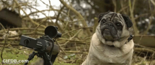 A Pug Dog Sitting Next To A Camera With The Gifmaker Written On The Bottom GIF