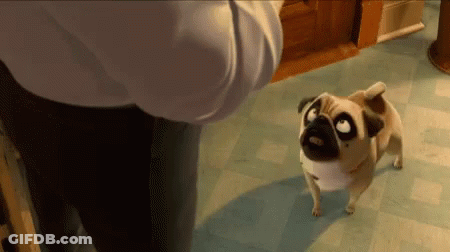 A Pug Dog Standing Next To A Person Looking Up GIF