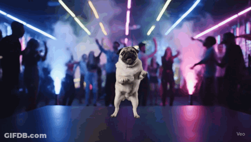 A Pug Dog Stands On Its Hind Legs In Front Of A Crowd Of People Dancing GIF
