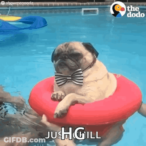 A Pug Dog Wearing A Bow Tie Is Floating In A Pool .. GIF