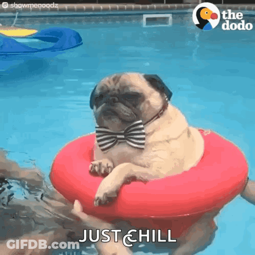 A Pug Dog Wearing A Bow Tie Is Floating On A Red Raft In A Pool . GIF