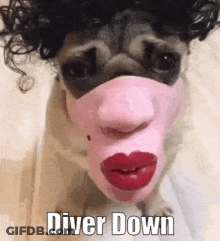 A Pug Dog Wearing A Pink Mask With Red Lips And The Words Diver Down Written Below It . GIF