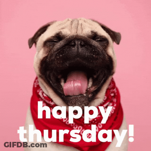 A Pug Dog Wearing A Red Bandana With Its Tongue Out And The Words Happy Thursday Below It GIF