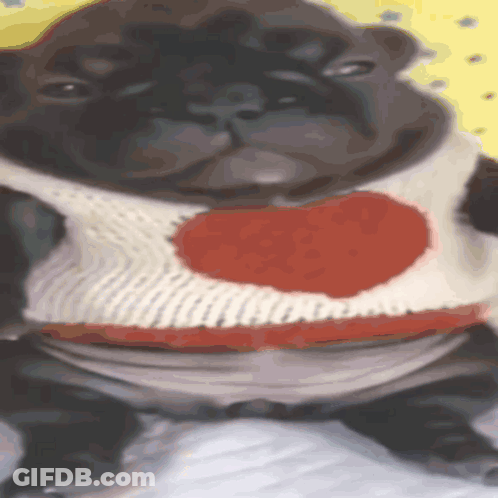 A Pug Dog Wearing A Sweater With A Heart On It GIF