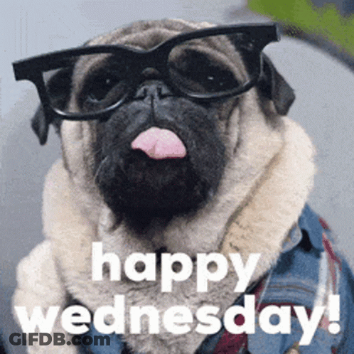 A Pug Dog Wearing Glasses And A Denim Jacket Says Happy Wednesday . GIF