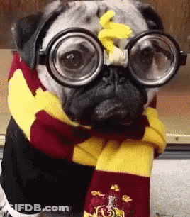A Pug Dog Wearing Glasses And A Scarf Is Dressed Up As Harry Potter . GIF