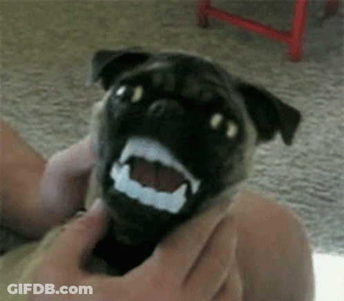 A Pug Dog With Fake Teeth Is Being Held By Someone GIF