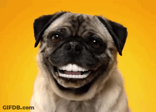 A Pug Dog With Fake Teeth Looks At The Camera GIF