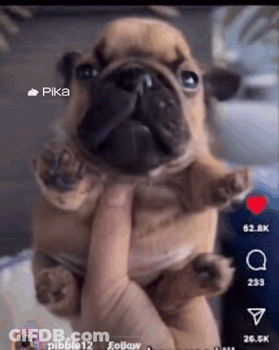 A Pug Puppy Is Being Held In Someone 'S Hand With Pika In The Corner GIF