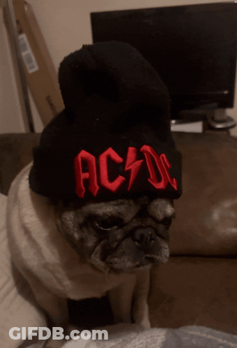 A Pug Wearing A Black Hat That Says Ac Dc On It GIF