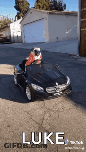 A Pug Wearing A Santa Hat Is Driving A Mercedes GIF
