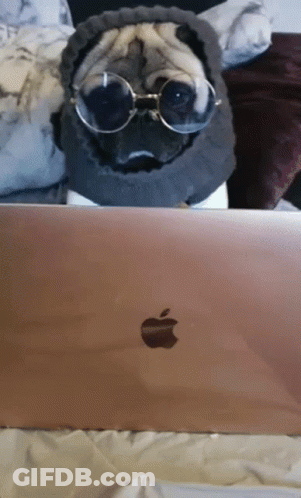 A Pug Wearing Sunglasses Sits In Front Of A Laptop GIF