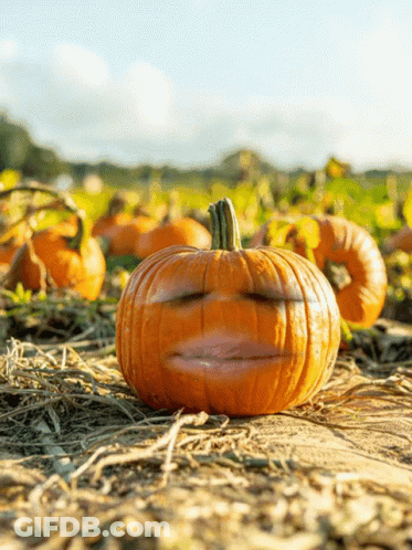 A Pumpkin With A Face Carved Into It In A Field Of Pumpkins GIF