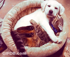 A Puppy And A Cat Laying In A Dog Bed GIF