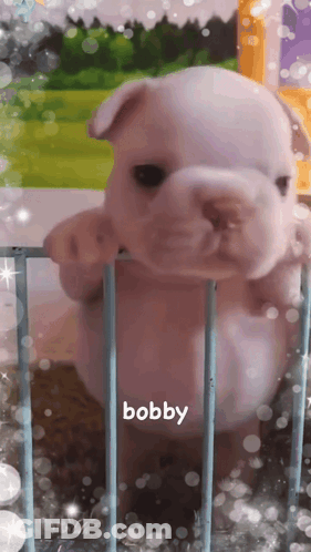 A Puppy Behind A Fence With The Name Bobby On The Bottom GIF
