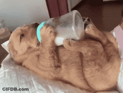 A Puppy Drinking Milk From A Plastic Container GIF