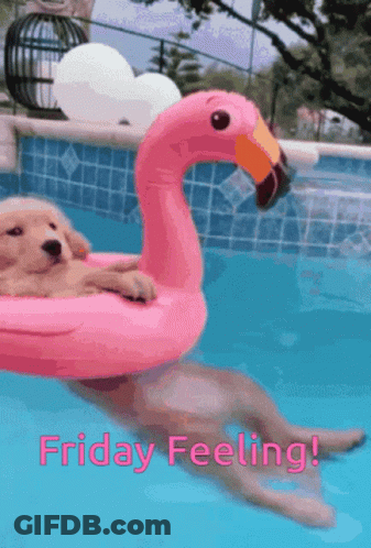 A Puppy In A Pink Flamingo Float In A Pool GIF