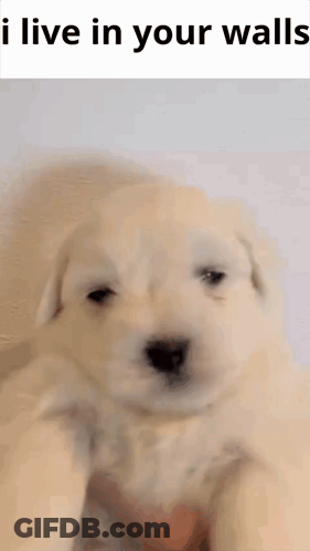 A Puppy Is Being Held In Someone 'S Hand With The Words `` I Live In Your Walls '' Written Above It . GIF