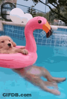 A Puppy Is Floating In A Pink Flamingo Float In A Swimming Pool . GIF