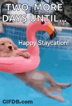 A Puppy Is Floating On A Pink Flamingo Float In A Pool . GIF