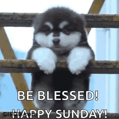 A Puppy Is Hanging On A Railing And Says `` Be Blessed ! Happy Sunday ! '' GIF