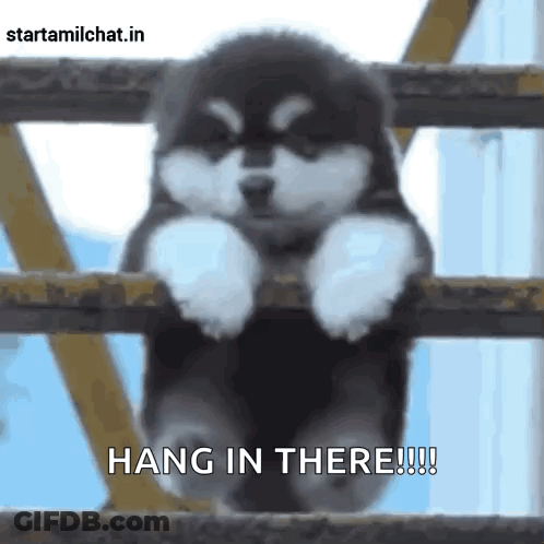 A Puppy Is Hanging On A Railing With The Words Hang In There !!! GIF